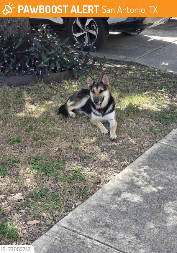Found/Stray Unknown Dog last seen Mustang Valley, San Antonio, TX 78244