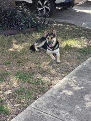 Found/Stray Unknown Dog last seen Mustang Valley, San Antonio, TX 78244