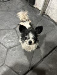 Reunited Female Dog last seen Near Torrance Avenue , San Jose, CA 95127