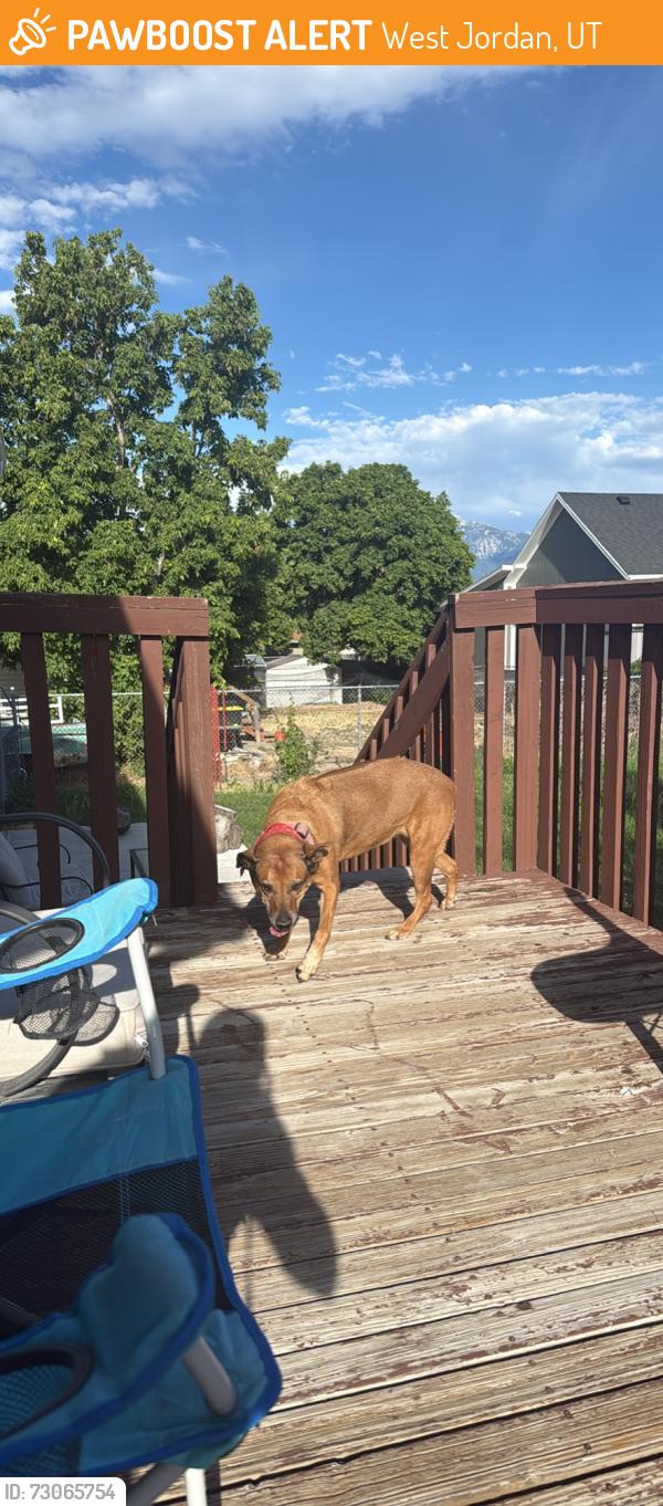 Found/Stray Female Dog last seen Near w 8620 s near smith grocery store, West Jordan, UT 84088