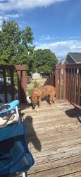 Found/Stray Female Dog last seen Near w 8620 s near smith grocery store, West Jordan, UT 84088