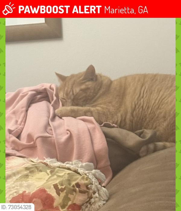 Lost Female Cat last seen Haverford, Greenwood, Terrell Mill, Marietta, GA 30067
