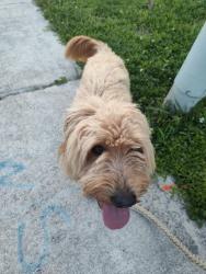 Reunited Female Dog last seen Near NW 66th terrace , Tamarac, FL 33321