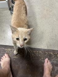 Found/Stray Male Cat last seen Millstone Restaurant @ Swann's Marina, Jefferson County, TN 37725