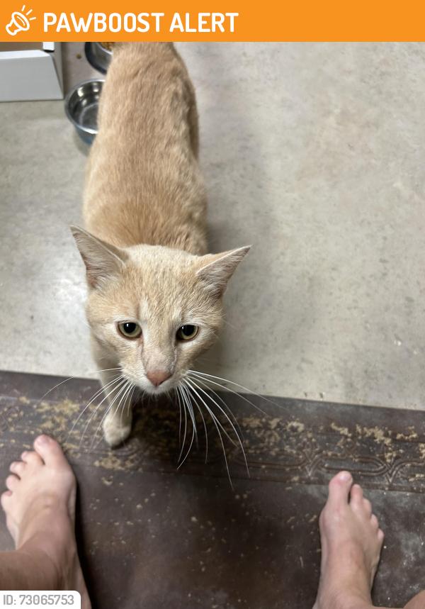 Found/Stray Male Cat last seen Millstone Restaurant @ Swann's Marina, Jefferson County, TN 37725