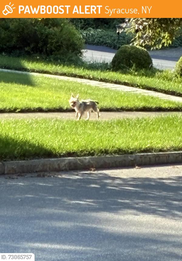 Found/Stray Unknown Dog last seen Rockford Rd, Syracuse, NY 13224