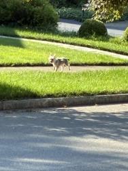 Found/Stray Unknown Dog last seen Rockford Rd, Syracuse, NY 13224
