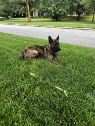 Found/Stray Male Dog last seen Wofford College, Spartanburg, SC 29303