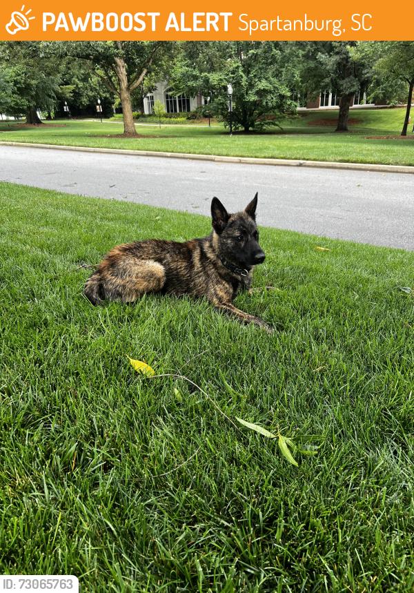 Found/Stray Male Dog last seen Wofford College, Spartanburg, SC 29303