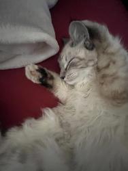 Lost Male Cat last seen Craig - Weatherford Drive, Lompoc, CA 93436