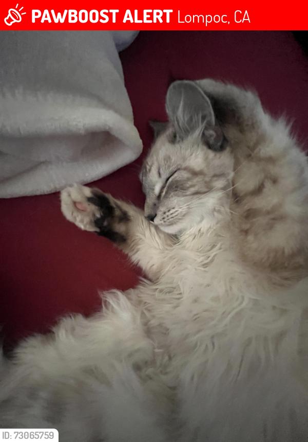 Lost Male Cat last seen Craig - Weatherford Drive, Lompoc, CA 93436