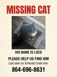 Lost Male Cat last seen Emerald creek ave, Greer, SC 29651