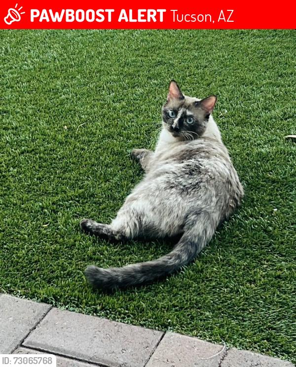 Lost Female Cat last seen Houghton - Broawday - Speedway, Tucson, AZ 85748