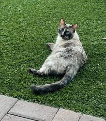 Lost Female Cat last seen Houghton - Broawday - Speedway, Tucson, AZ 85748