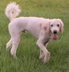 Found/Stray Male Dog last seen Toulon Dr, Poinciana, FL 34759