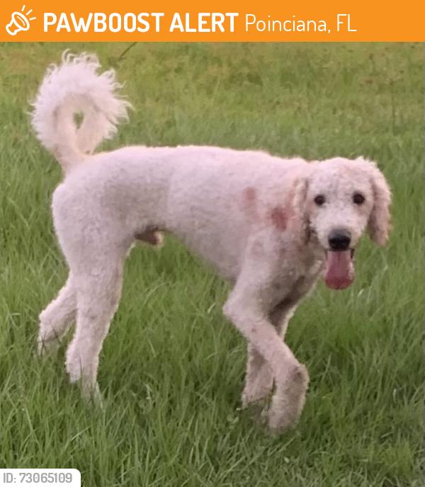 Found/Stray Male Dog last seen Toulon Dr, Poinciana, FL 34759