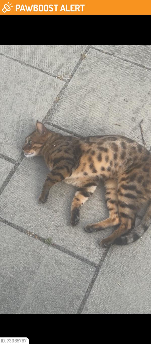 Found/Stray Unknown Cat last seen Baldry gardems, Greater London, England SW16