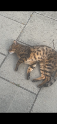 Found/Stray Unknown Cat last seen Baldry gardems, Greater London, England SW16