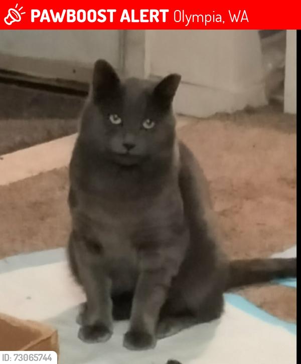 Lost Male Cat last seen Cooper point Rd SW, Olympia, WA 98502