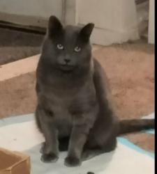 Lost Male Cat last seen Cooper point Rd SW, Olympia, WA 98502