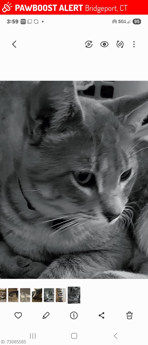 Lost Male Cat last seen Fairfield Ave and Morehouse Street , Bridgeport, CT 06605