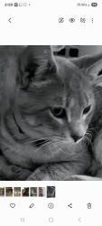 Lost Male Cat last seen Fairfield Ave and Morehouse Street , Bridgeport, CT 06605