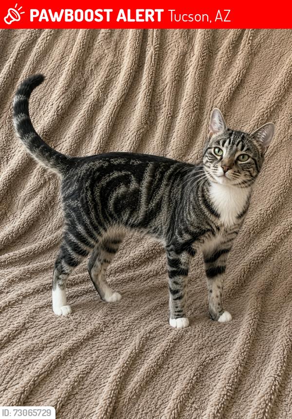 Lost Male Cat last seen Escalante and colb, Tucson, AZ 85730