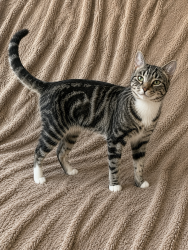 Lost Male Cat last seen Escalante and colb, Tucson, AZ 85730