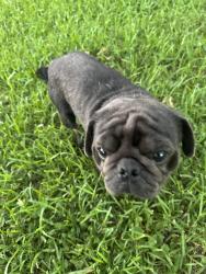 Found/Stray Male Dog last seen North Rowan high school, East Spencer, NC 28144