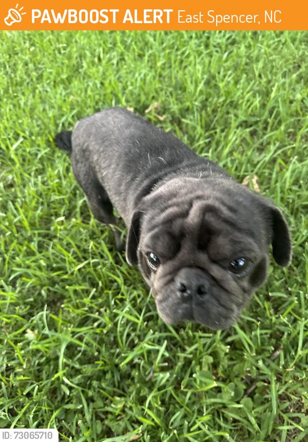 Found/Stray Male Dog last seen North Rowan high school, East Spencer, NC 28144