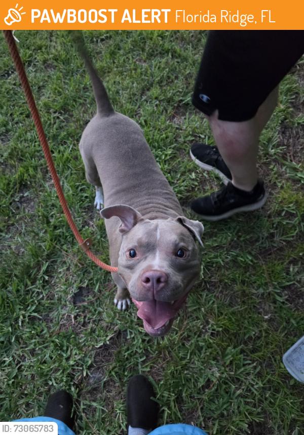 Found/Stray Male Dog last seen 15th ave SW Vero beach fl, Florida Ridge, FL 32962