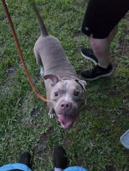 Found/Stray Male Dog last seen 15th ave SW Vero beach fl, Florida Ridge, FL 32962