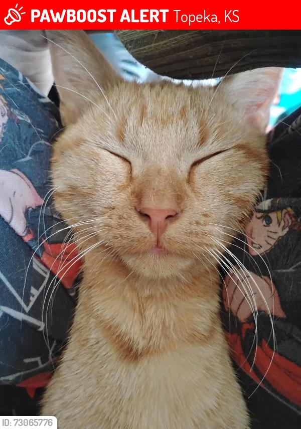 Lost Male Cat last seen Corner of Fillmore and Douthitt, Topeka, KS 66604
