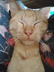 Lost Male Cat last seen Corner of Fillmore and Douthitt, Topeka, KS 66604