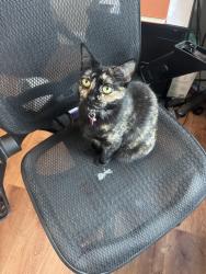Lost Female Cat last seen Hillsdale Lane by the park off of Ferrari Ranch community Lincoln Crossing, Lincoln, CA 95648