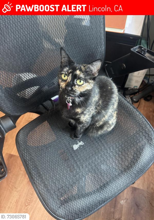 Lost Female Cat last seen Hillsdale Lane by the park off of Ferrari Ranch community Lincoln Crossing, Lincoln, CA 95648