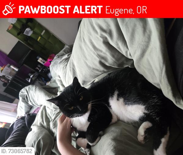 Lost Female Cat last seen Augusta, E16th, Riverview, Eugene, OR 97403