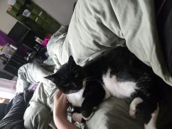Lost Female Cat last seen Augusta, E16th, Riverview, Eugene, OR 97403