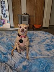 Reunited Female Dog last seen Ainsworth, Tacoma, WA 98444