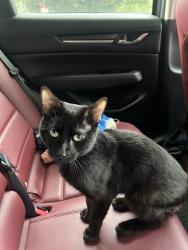 Found/Stray Male Cat last seen Our Lady Queen of the Americas Church, Washington, DC 20008