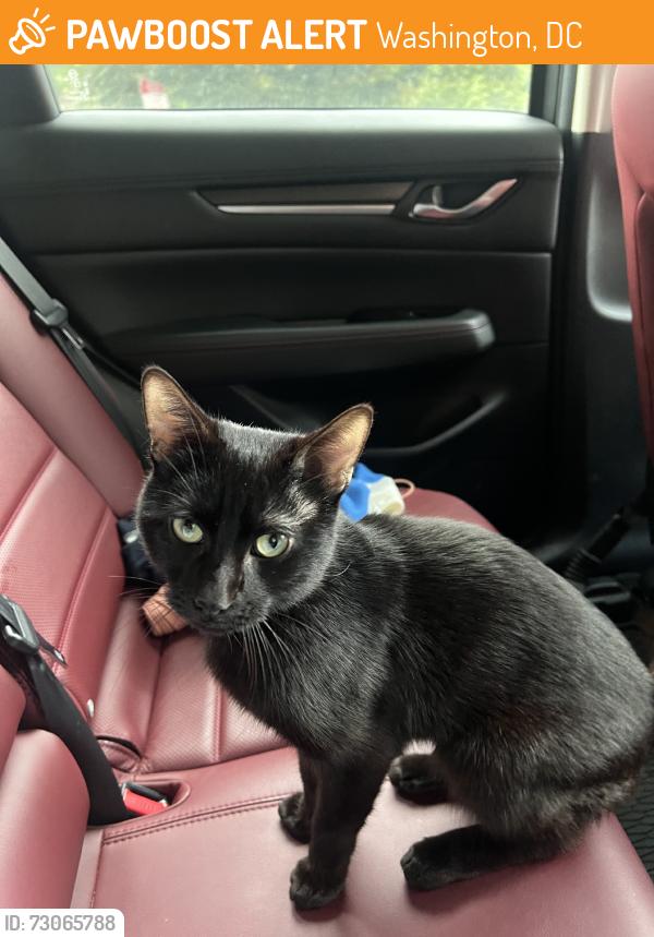 Found/Stray Male Cat last seen Our Lady Queen of the Americas Church, Washington, DC 20008