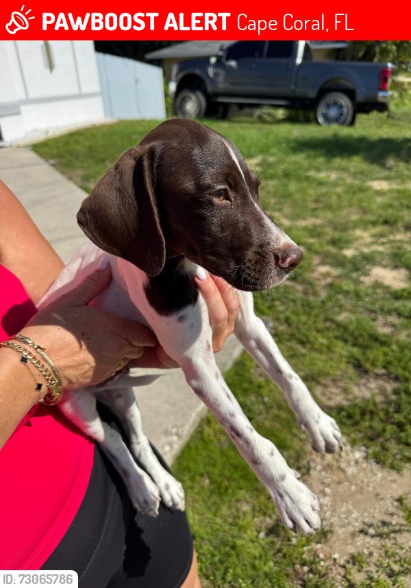 Lost Male Dog last seen Near Ne 2nd Ave 33909, Cape Coral, FL 33909