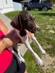 Lost Male Dog last seen Near Ne 2nd Ave 33909, Cape Coral, FL 33909