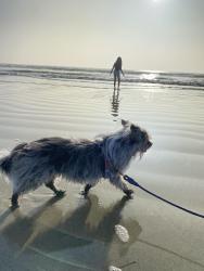 Lost Female Dog last seen N 4th Avenue & W Reservoir Dr, Arrowhead Farm, San Bernardino, Arrowhead Farms, CA 92407
