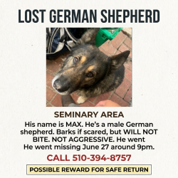 Reunited Male Dog last seen Near sunnymere ave , Oakland, CA 94605