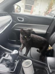 Lost Male Cat last seen Forsyth rd, Orlando, FL 32807