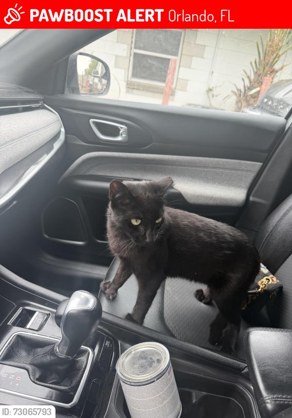 Lost Male Cat last seen Forsyth rd, Orlando, FL 32807
