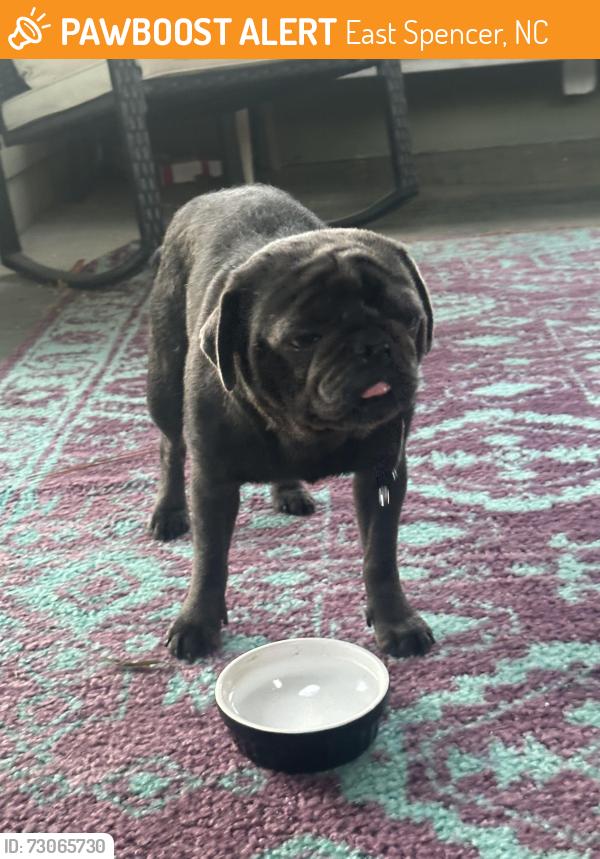 Found/Stray Male Dog last seen North Rowan high school, East Spencer, NC 28144