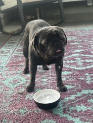 Found/Stray Male Dog last seen North Rowan high school, East Spencer, NC 28144