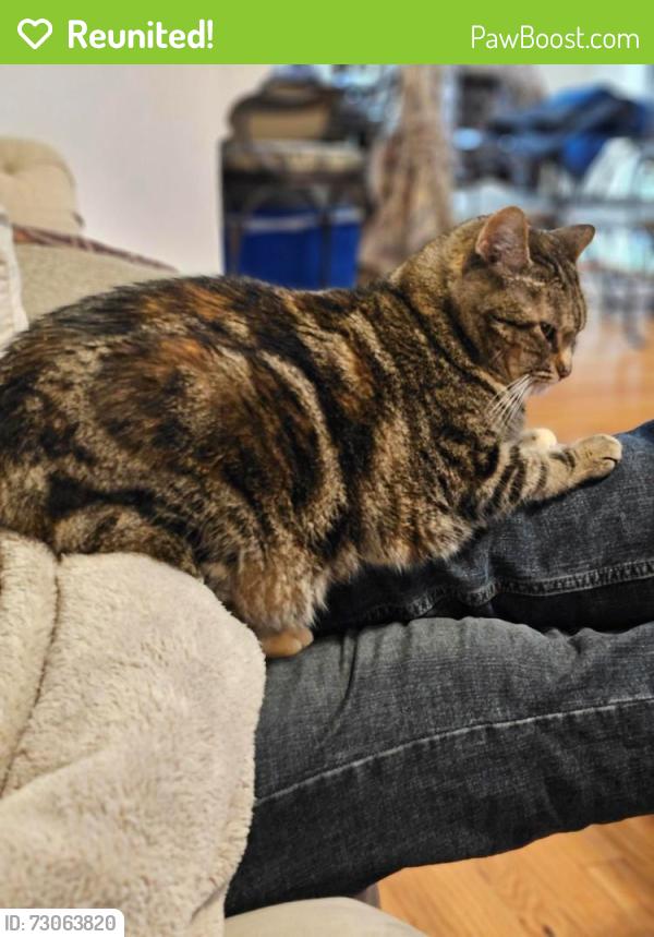 Reunited Female Cat last seen Twelvepole and Clarks Fork, Raleigh, NC 27616